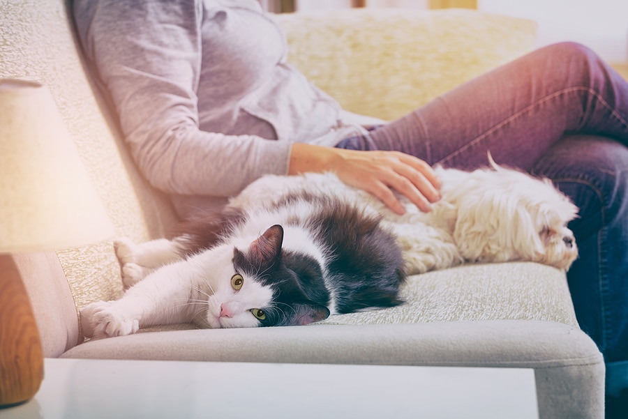 How Pets Affect Your HVAC System and What You Can Do About It